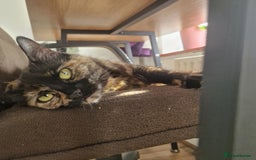 Mixed Breed cats for sale: Mixed Breed Kitten 4 - Somali female kitten for sale - Image 3