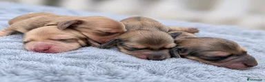 Miniature Dachshund 2