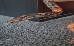 Corn Snake reptiles for sale: Corn snake for rehoming- 6 years old - Image 3