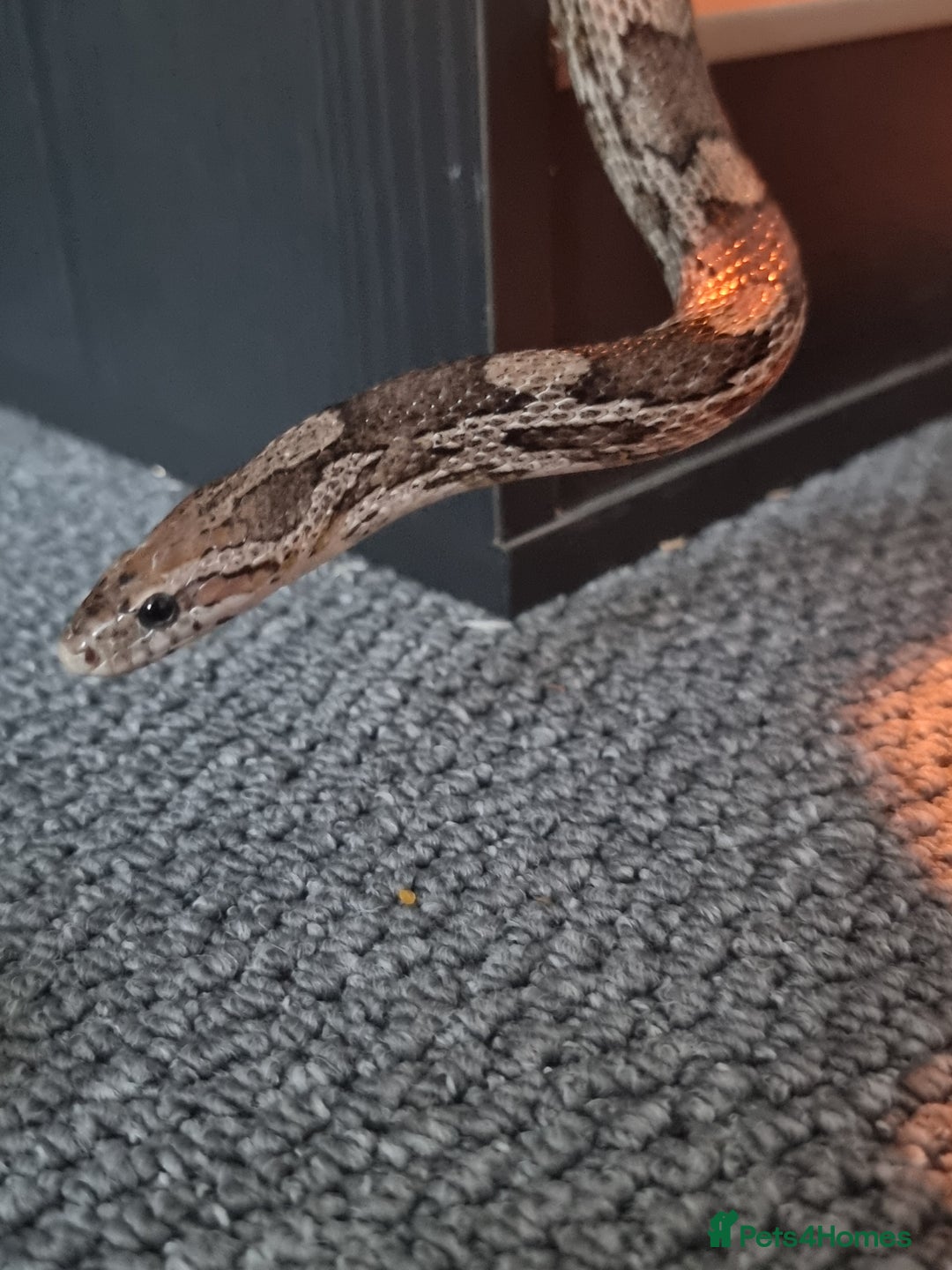 Corn Snake reptiles for sale: Corn snake for rehoming- 6 years old - Image 3