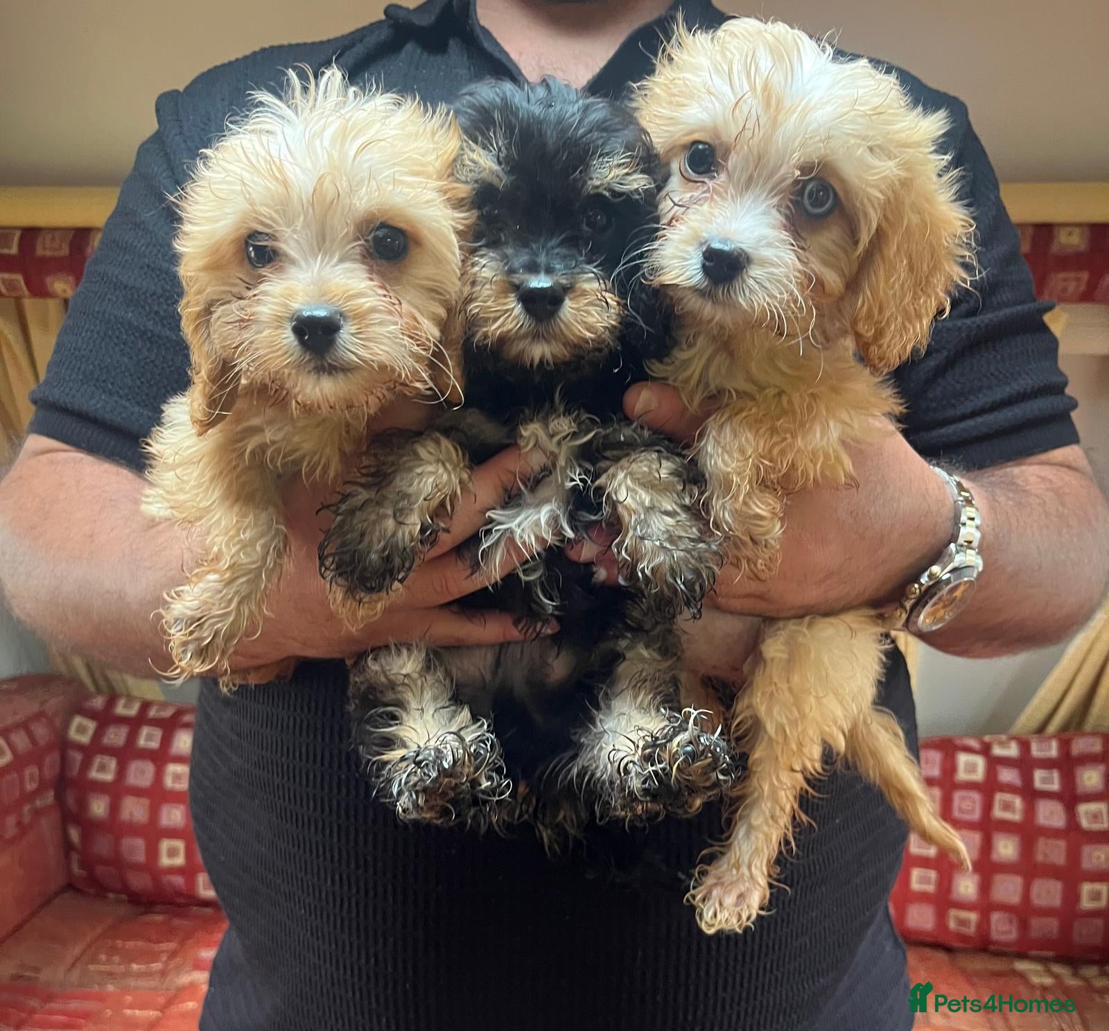 Cavalier King Charles Spaniel dogs for sale: Last 3 Adorable Cavalier x Miniature Poodle Pups - Advert 6