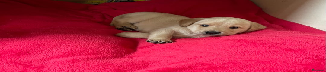 Labrador Retriever Puppy 1