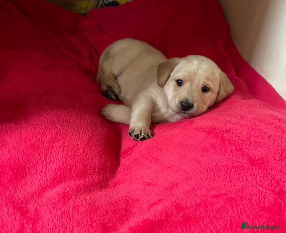 Labrador Retriever dogs - Advert 4