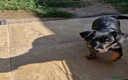 Mixed Breed dogs for sale: Dottie  - Image 5