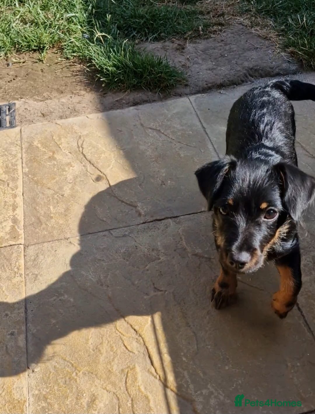 Mixed Breed dogs for sale: Dottie  - Image 5