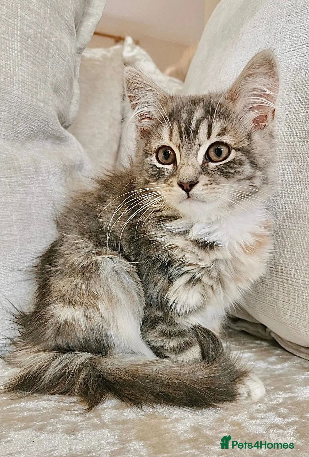 Maine Coon cats for sale: Blue & Cream Maine Coon Girl - Advert 1