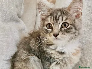 Maine Coon cats Blue & Cream Maine Coon Girl - Advert 1