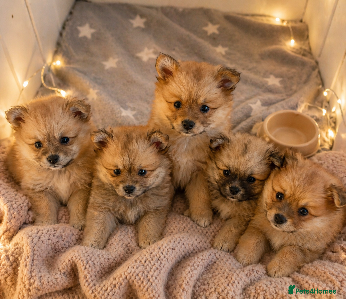 Pomeranian dogs Teddy bears pomeranians 3 girls 2 boys - Advert 2