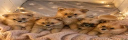 Pomeranian dogs for sale: Teddy bears pomeranians 3 girls 2 boys - Advert 3