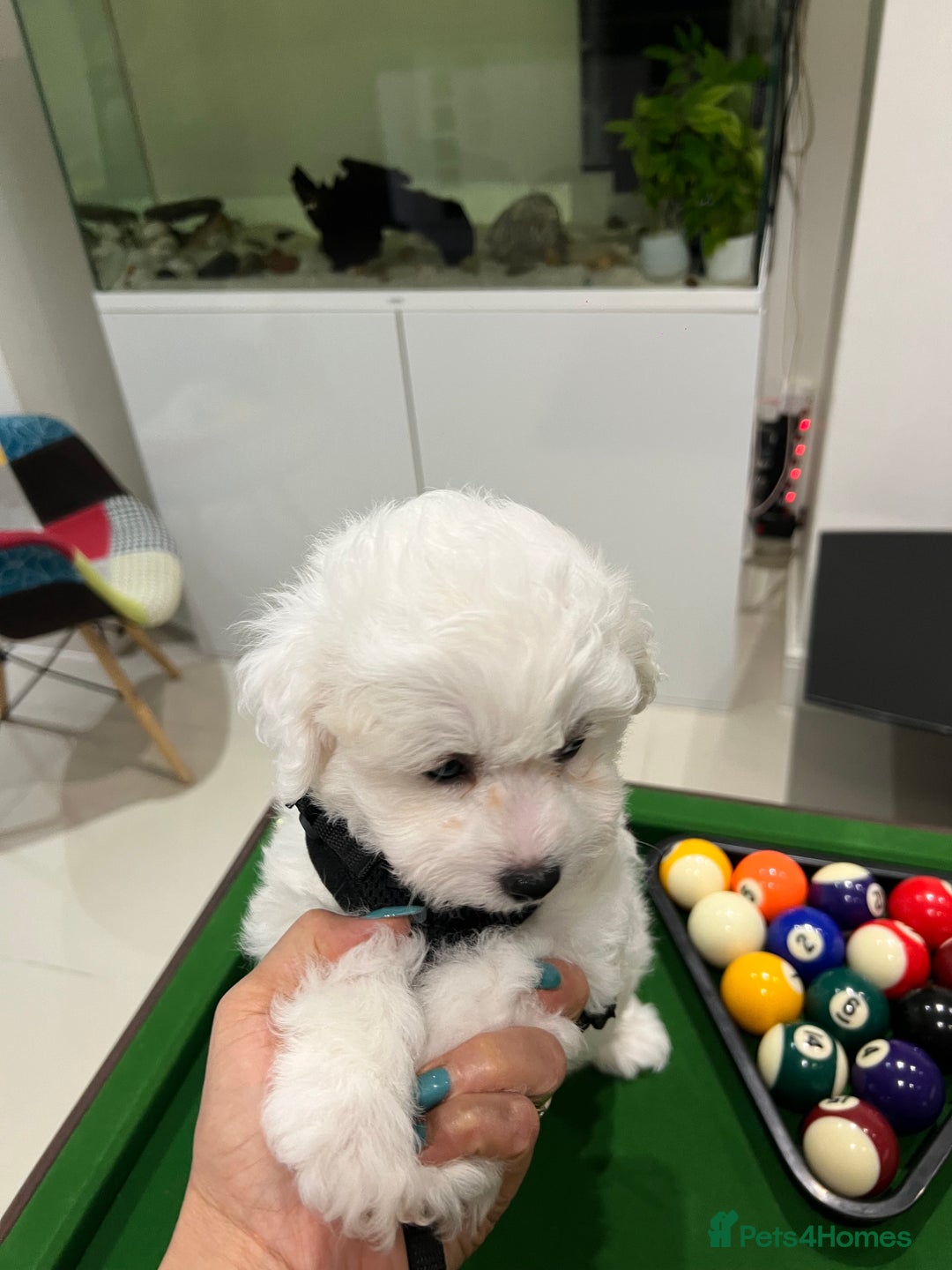 Bichon Frise dogs for sale: Pure Bichon Frise - Image 26