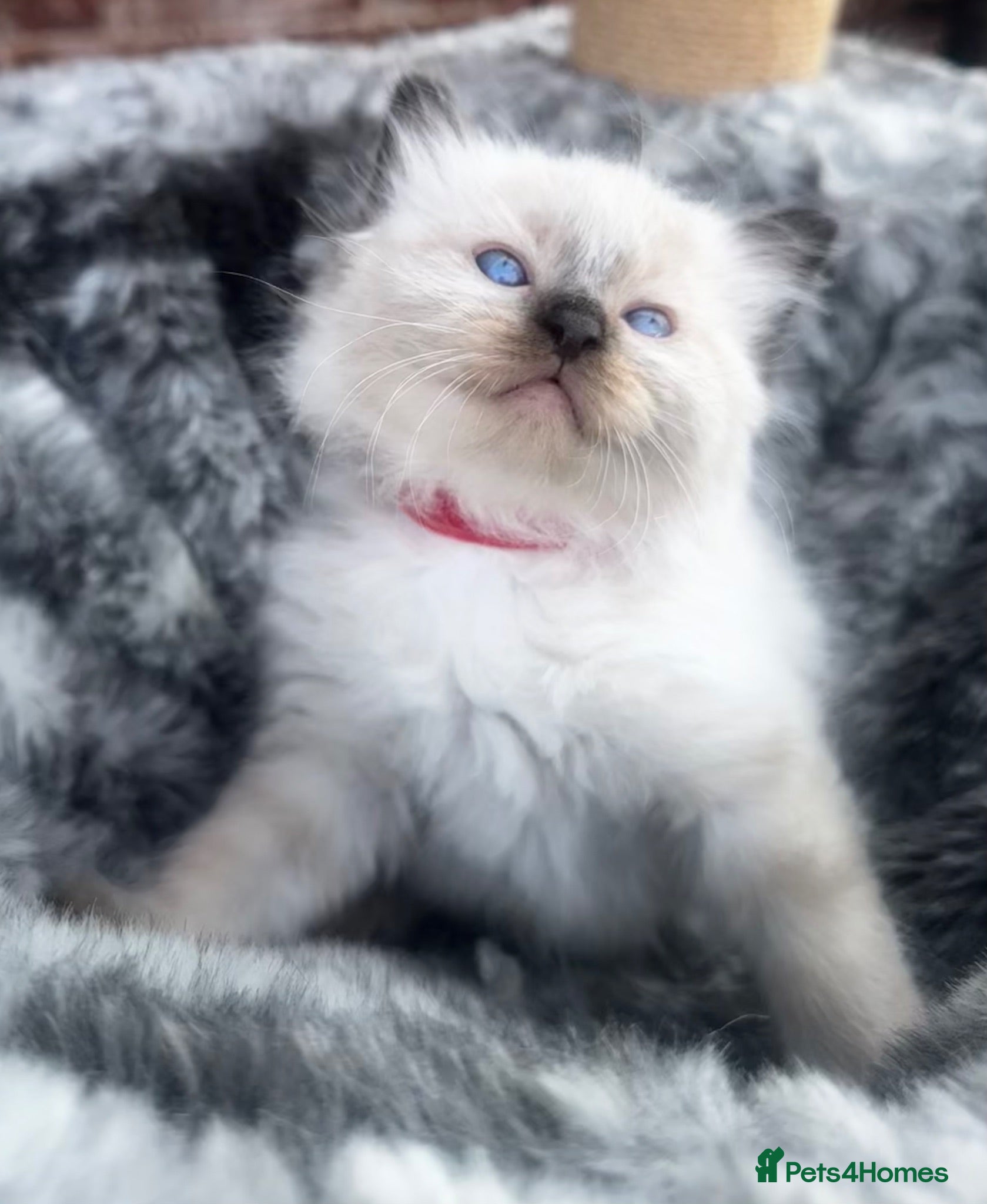 Ragdoll cats Mink ragdoll kittens  - Advert 15