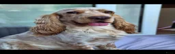 Cocker Spaniel dogs for stud: Cocker spaniel show for stud - Advert 2
