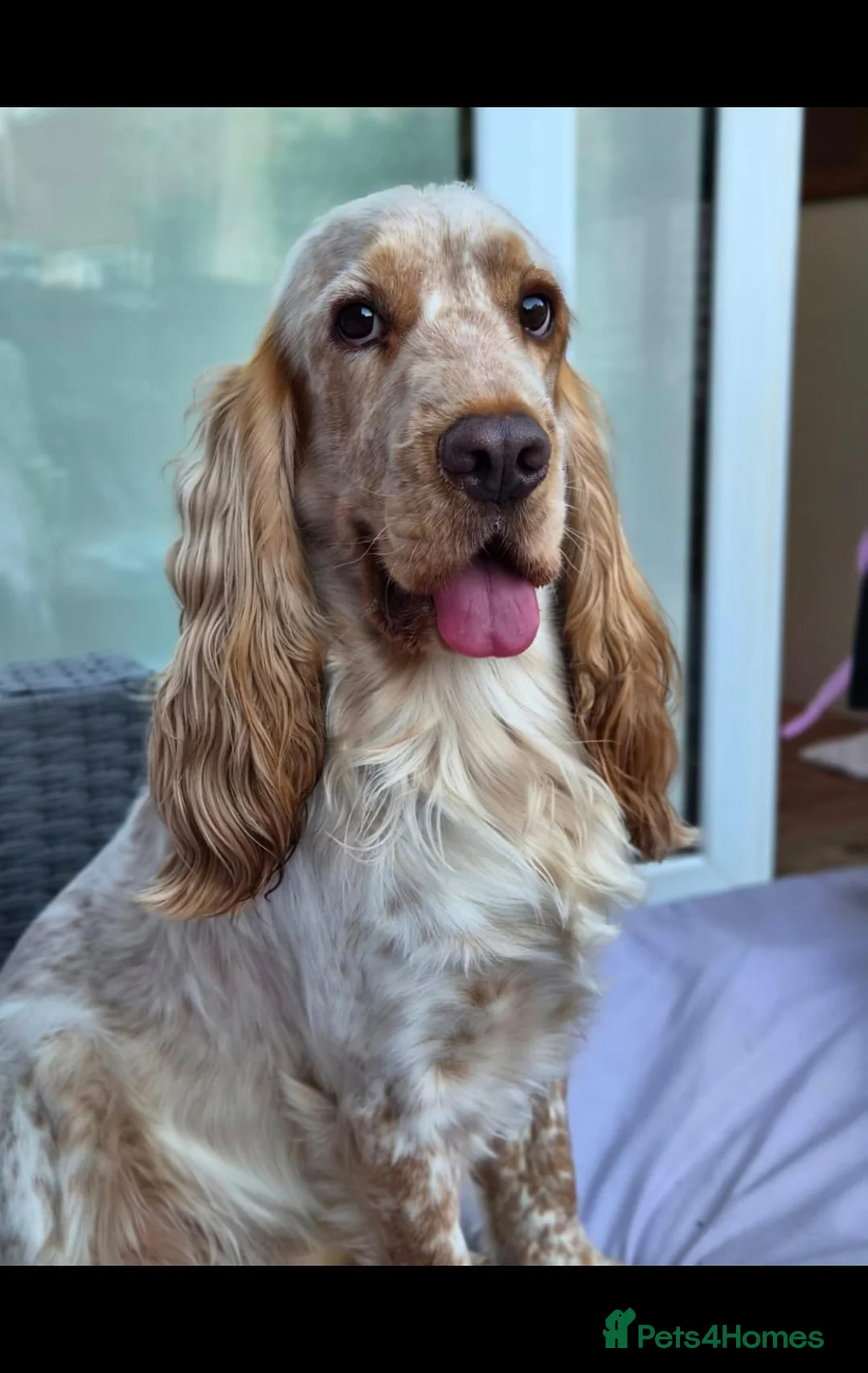 Cocker Spaniel dogs for stud: Cocker spaniel show for stud - Advert 2