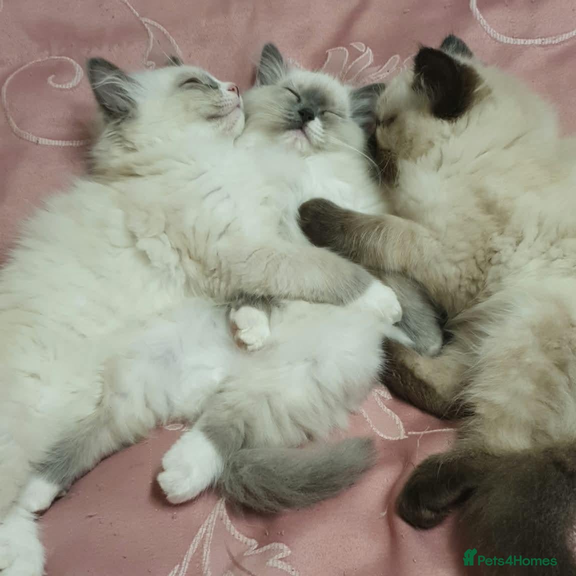 Ragdoll cats Gorgeous Blue Point Ragdoll Litter - 3 Boys - Advert 2