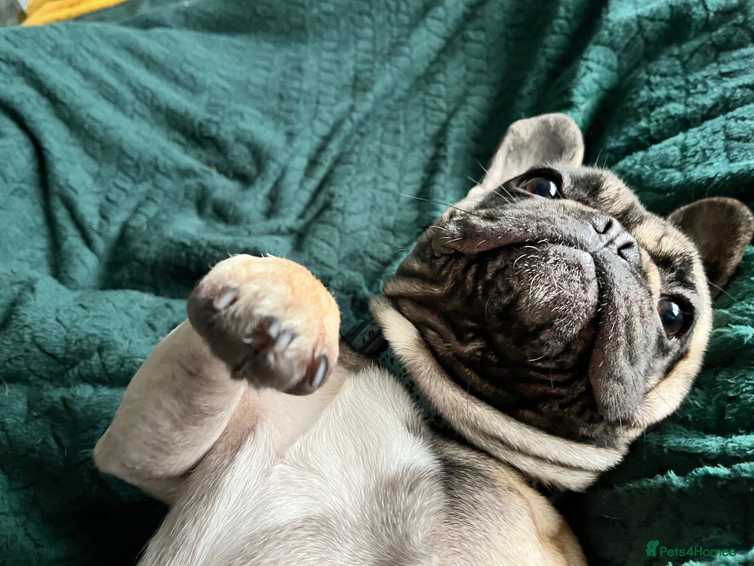 French Bulldog dogs for sale: 3 year old frenchie looking for new home - Image 9
