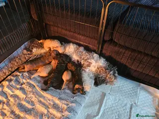 Cavapoo dogs Cavapoo pups - 1 boy 3 girls in Basildon - Advert 2