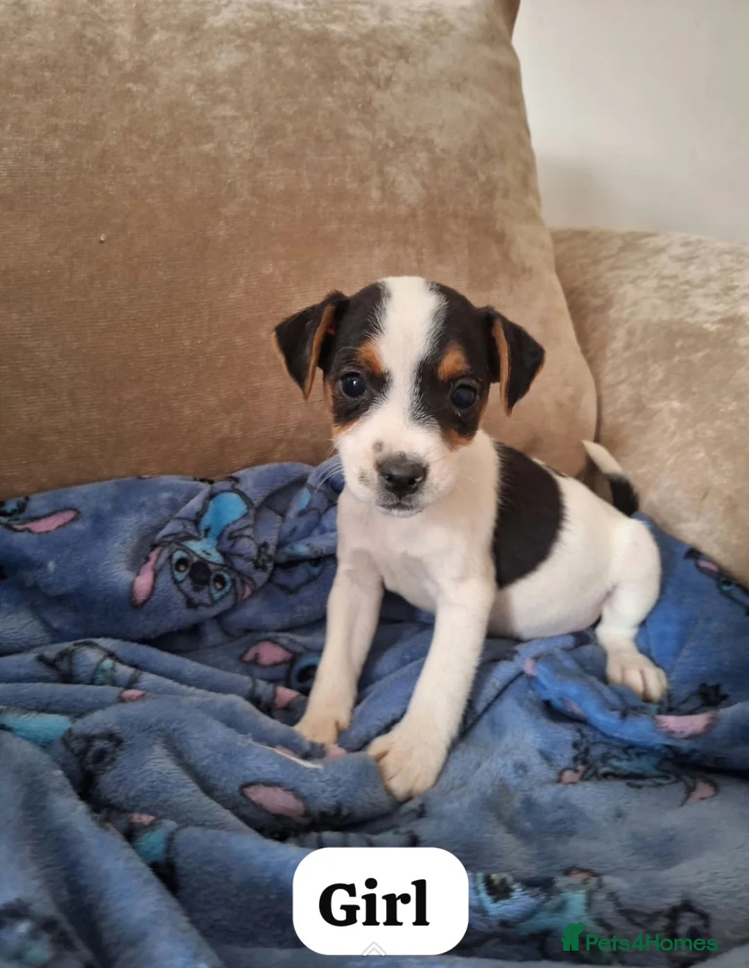 Mixed Breed dogs for sale: ADORABLE Jack Russell pups  - Advert 15