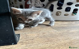 Domestic Shorthair cats for sale: Half bengal - Image 13