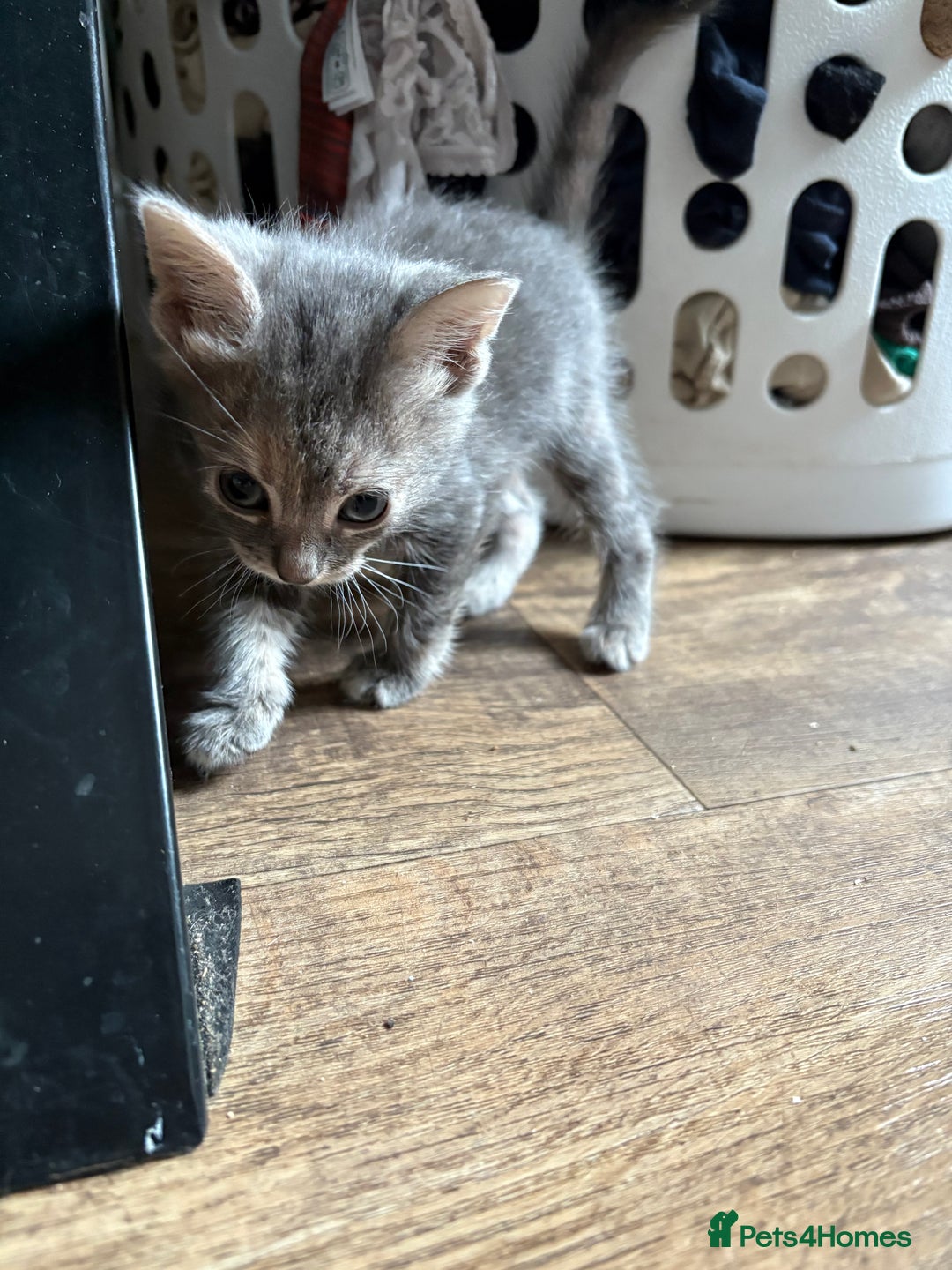 Domestic Shorthair cats for sale: Half bengal - Image 13