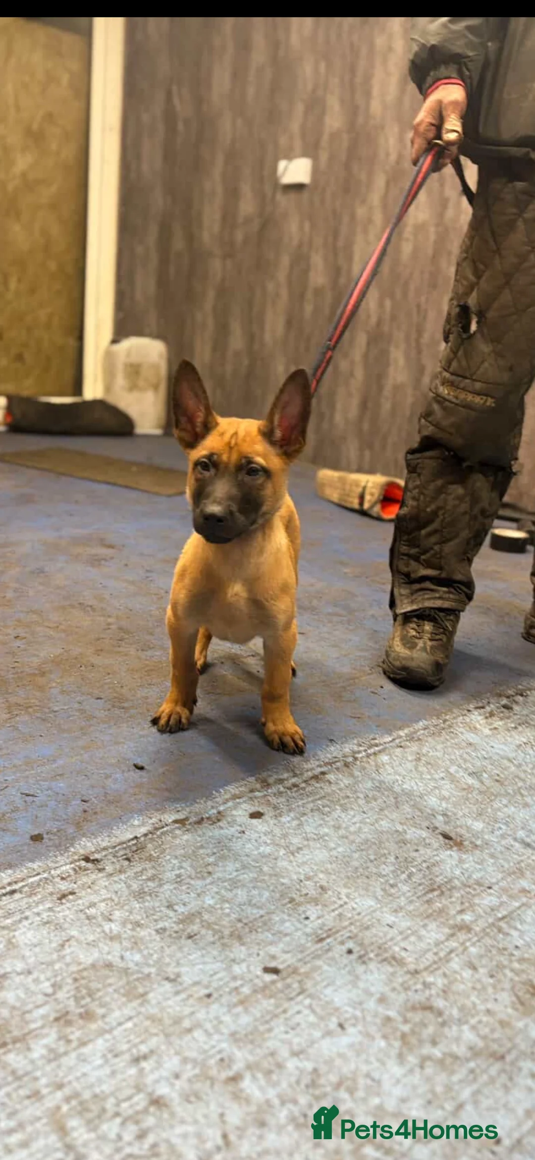 Belgian Shepherd Dog dogs for sale: Dutch Herders - Advert 7