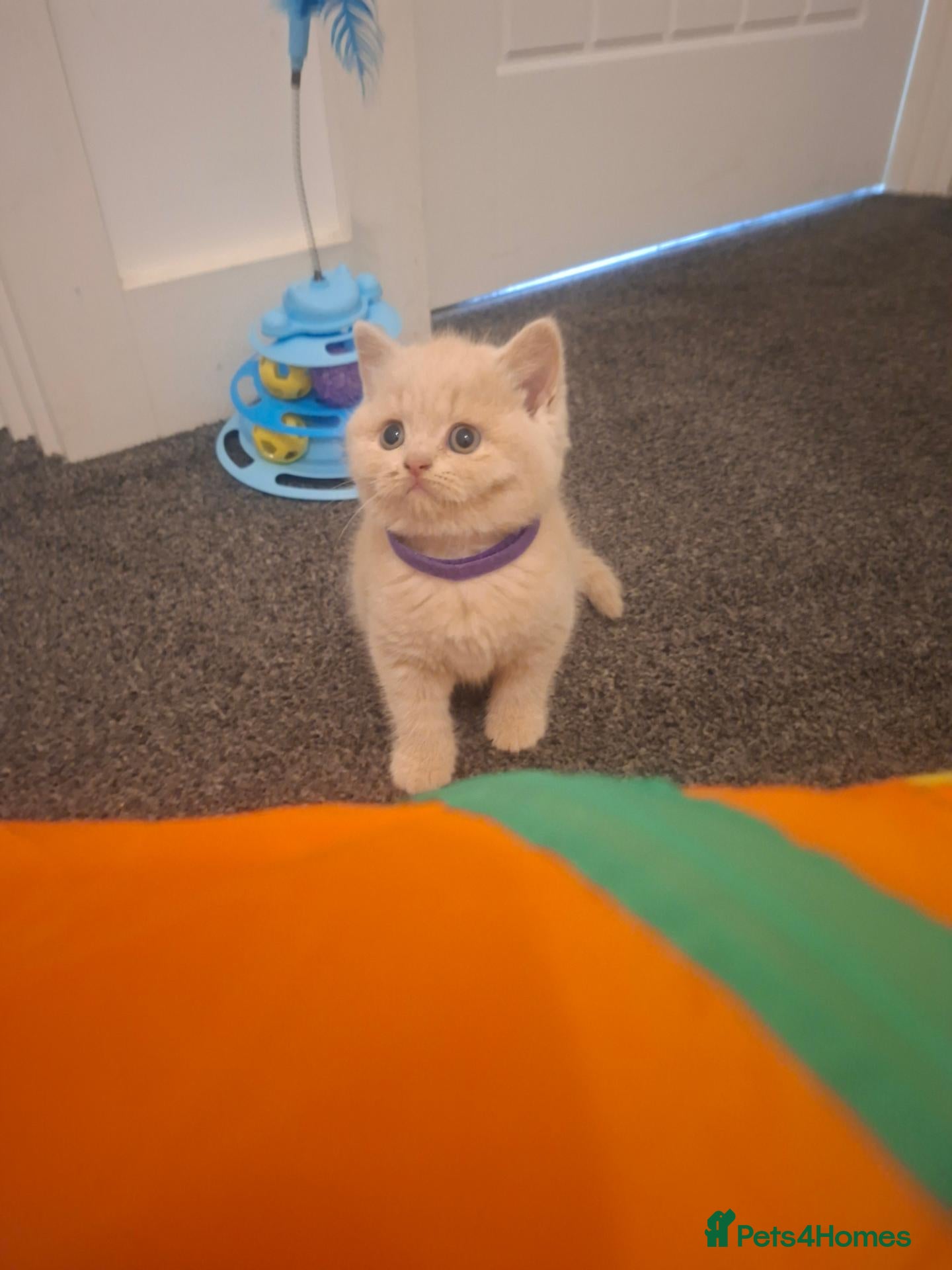 British Shorthair cats Stunning Chunky GCCF British Shorthair Kittens - Advert 2