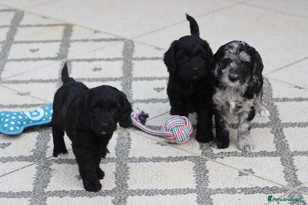 Cockapoo dogs for sale: F1 Cockapoo puppies for sale - Advert 20