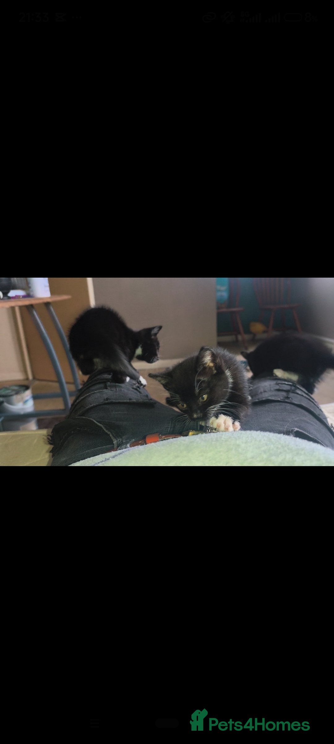 Mixed Breed cats for sale: Three Tuxedo Kittens Looking for Loving Homes - Advert 20