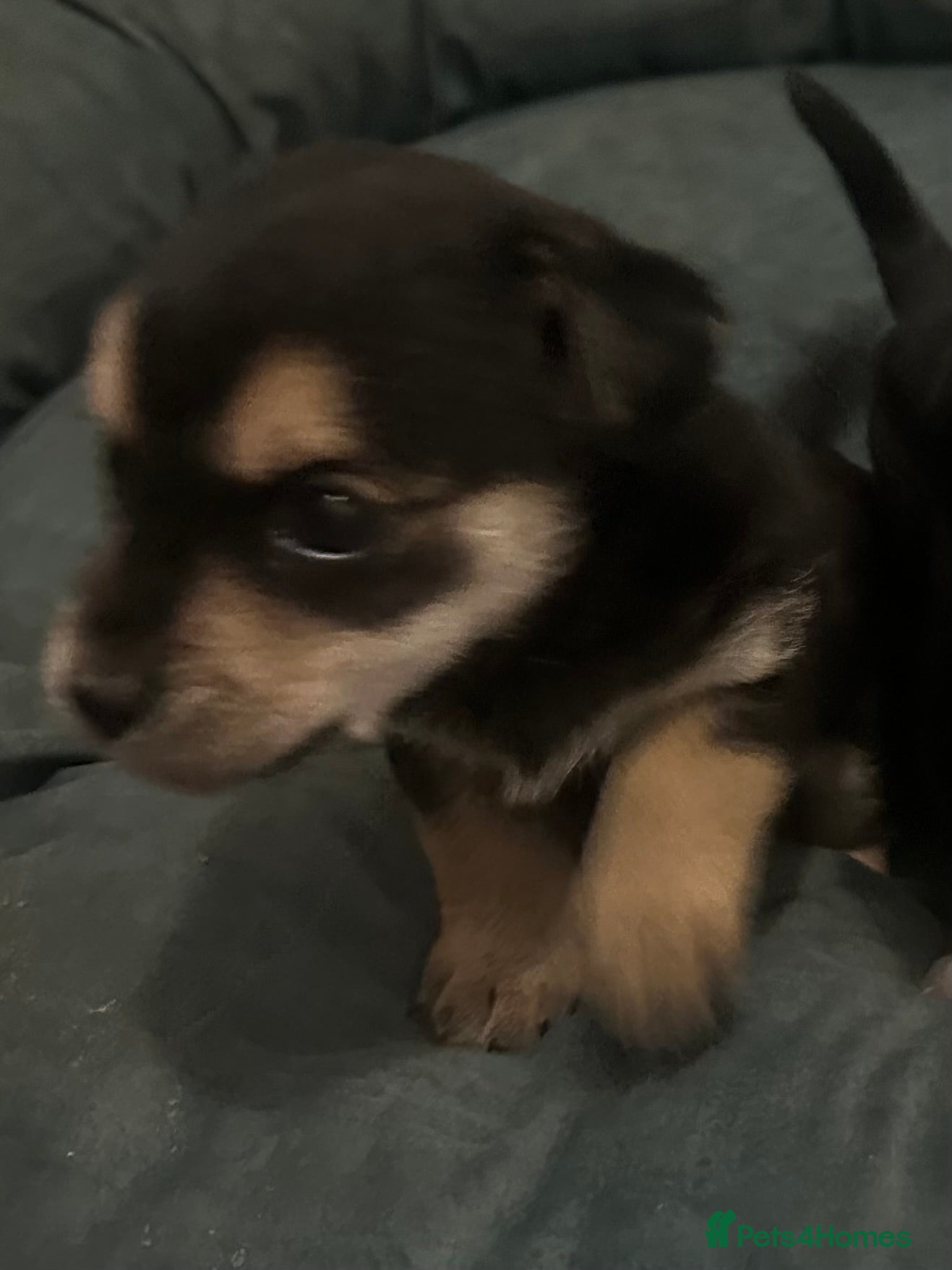 Border Terrier dogs Border terrier X jack puppies  - Advert 3