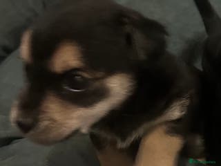 Border Terrier dogs Border terrier X jack puppies - Advert 3