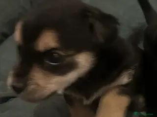 Border Terrier dogs Border terrier X jack puppies - Advert 16