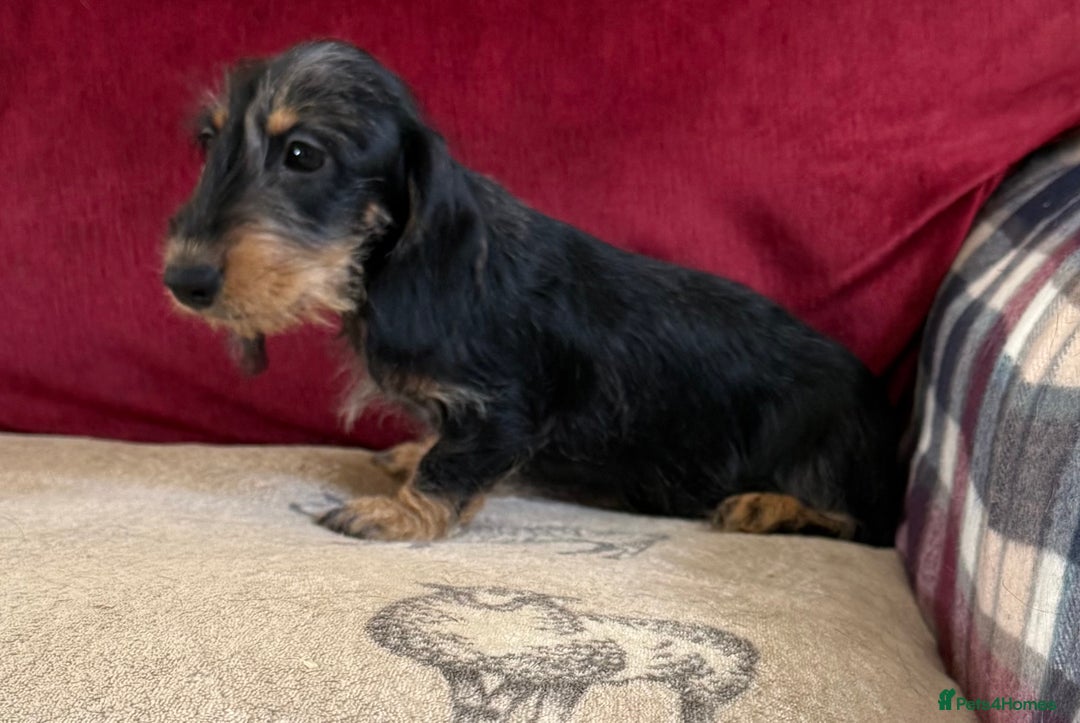 Miniature Dachshund dogs for sale: Adorable mini wire haired Dachshunds - Image 9