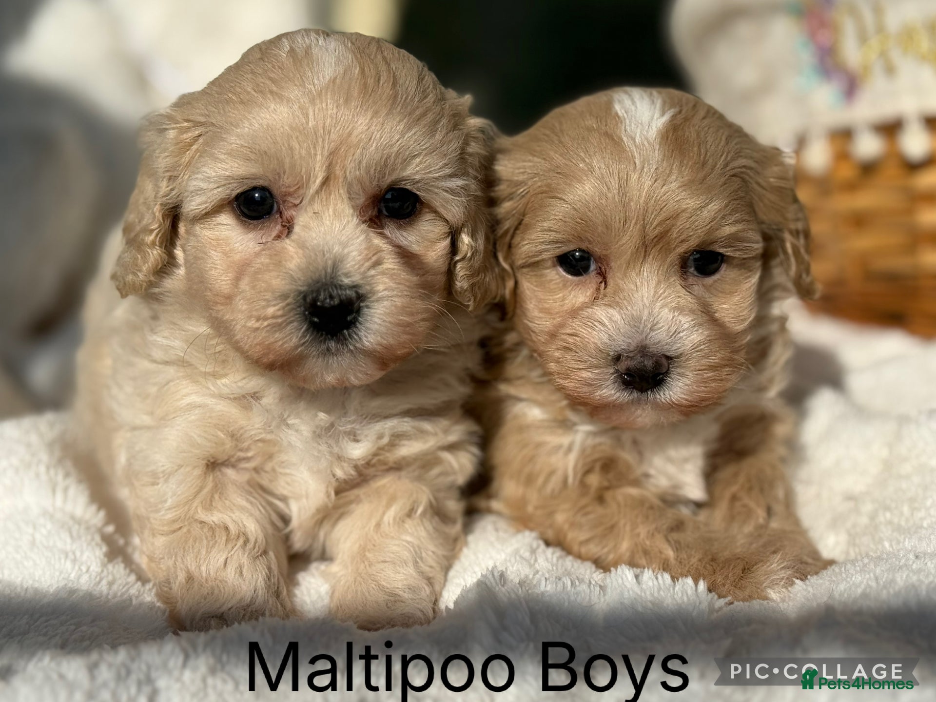 Maltipoo dogs Teddy Bear F1 Maltipoo Boys - Advert 1