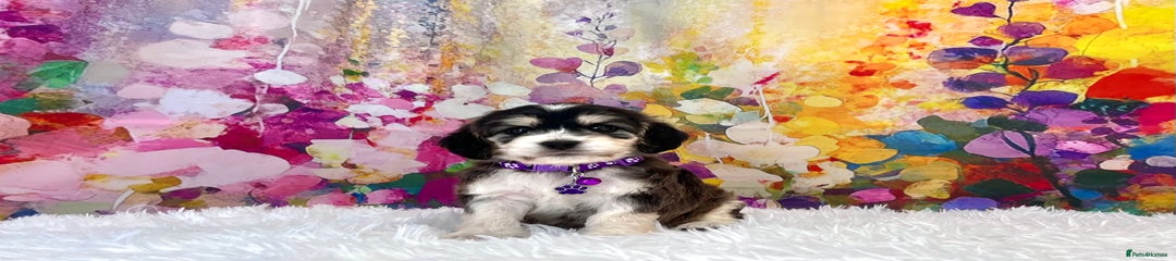 💜 Purple Collar
