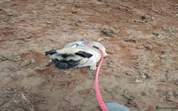 Pug dogs for sale: Sweet girl in need of a loving home - Image 4