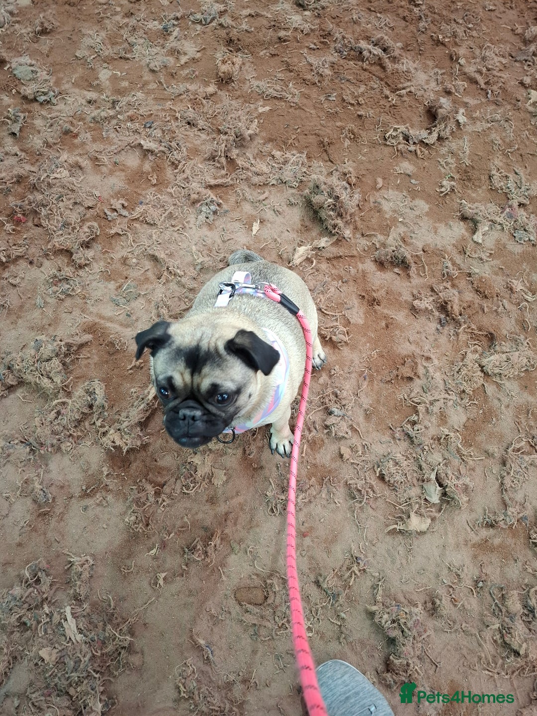 Pug dogs for sale: Sweet girl in need of a loving home - Image 4