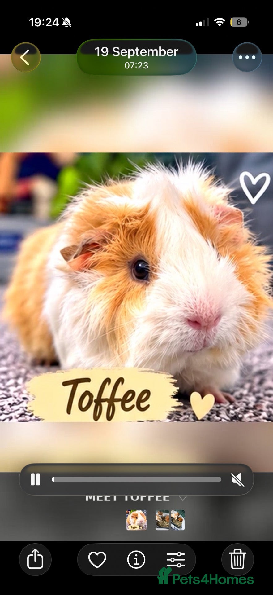 Guinea Pig rodents for sale: 2x boar/boy guinea pigs - well bonded  - Advert 1