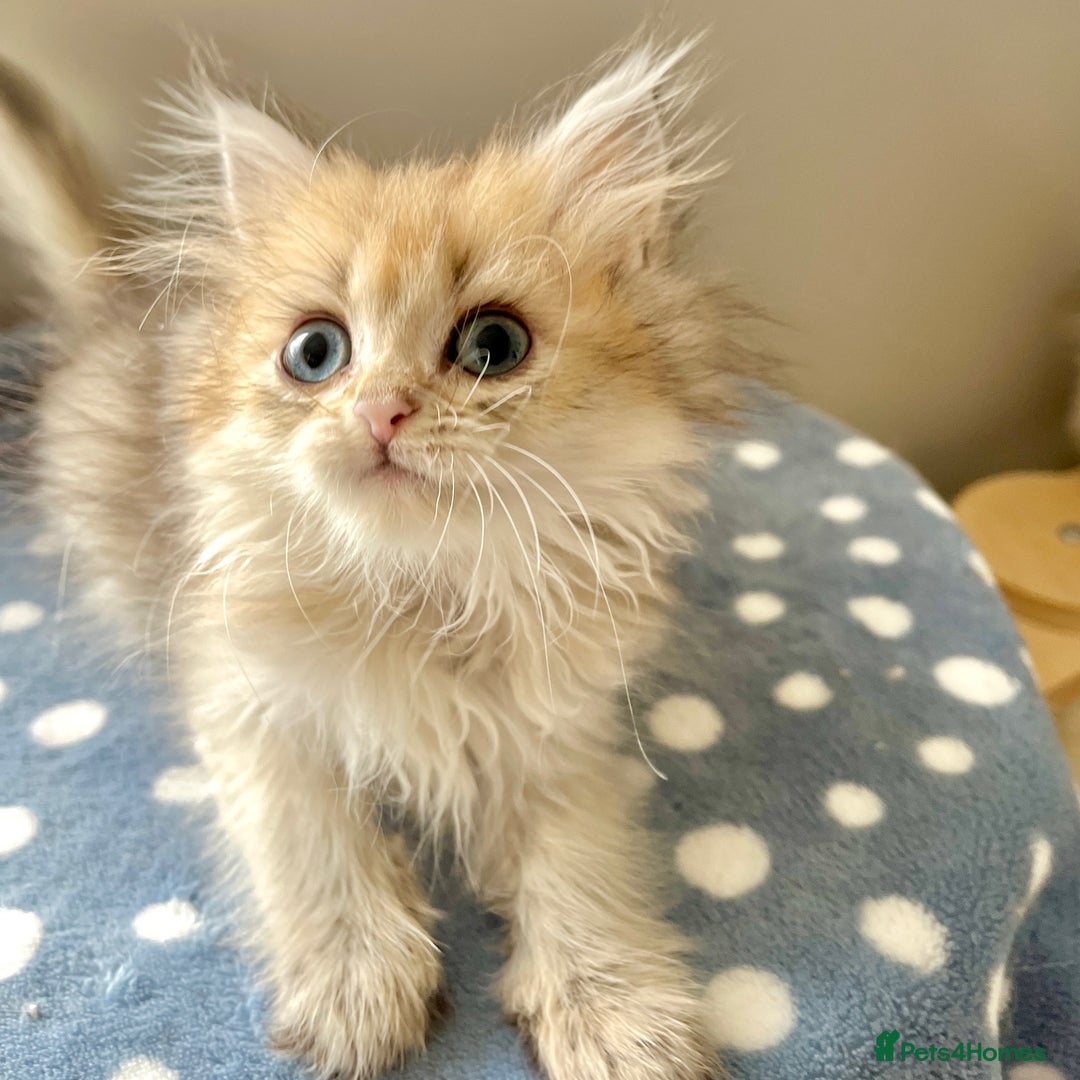 British Shorthair cats for sale: Golden, British Longhairs - Image 4
