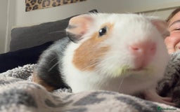 Guinea Pig rodents for sale: 3 sweet guinea pigs & cage & accessories - Image 3