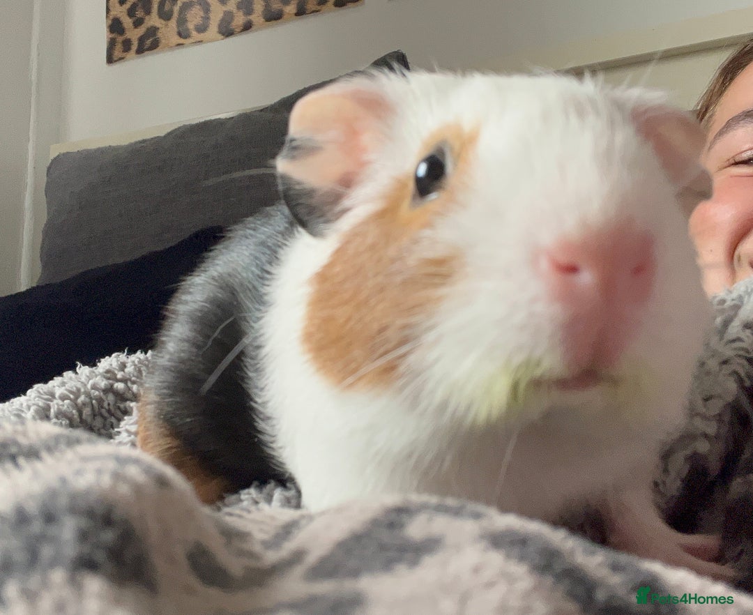 Guinea Pig rodents for sale: 3 sweet guinea pigs & cage & accessories - Image 3