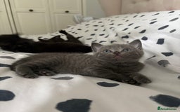 Russian Blue cats for sale: 6 beautiful kittens Russian Blue/Tabby - Image 8