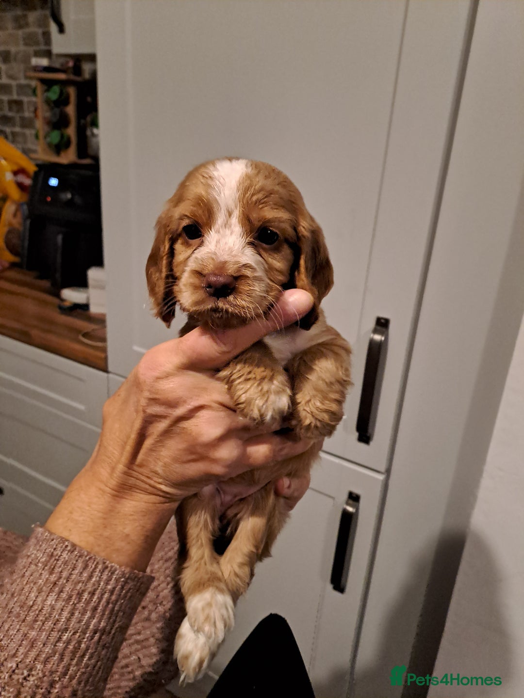 Cocker Spaniel dogs for sale: Cocker spaniel pups - Advert 7