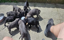 Staffordshire Bull Terrier dogs for sale: Beautiful black and blue kc pups - Image 2