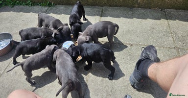 Staffordshire Bull Terrier dogs - Advert 5
