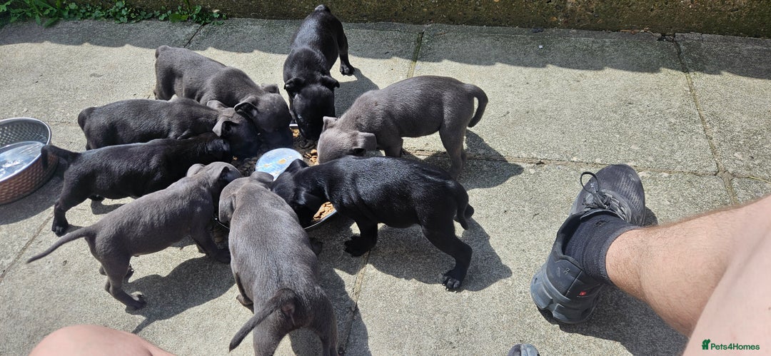 Staffordshire Bull Terrier dogs for sale: Beautiful black and blue kc pups - Image 2