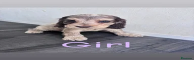 Cocker Spaniel 6