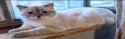 Scottish Fold cats for stud: PROVEN‼️TICA reg💙 𝗟𝗔𝗥𝗚𝗘 🩵 𝗦𝗧𝗨𝗗 𝗢𝗡𝗟𝗬 in London - Advert 1