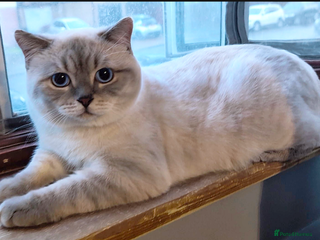 Scottish Fold cats in London - Advert 24