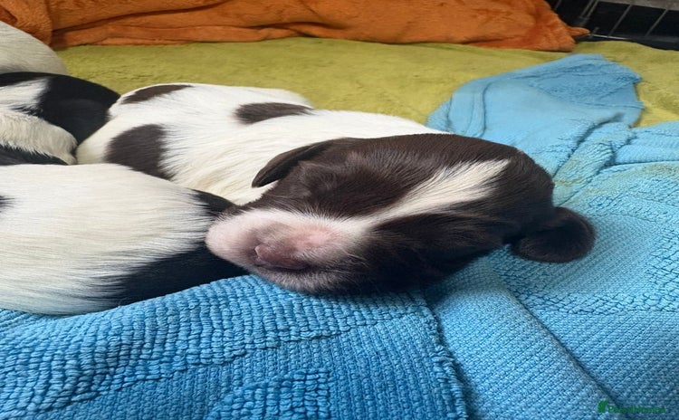 English Springer Spaniel dogs - Advert 12