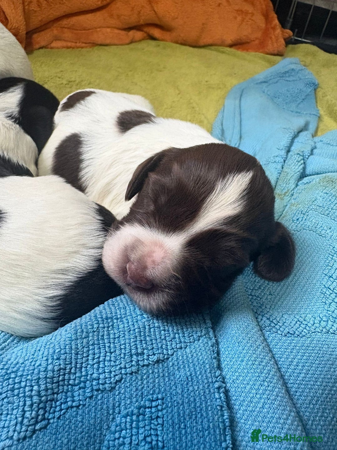 English Springer Spaniel dogs for sale: English springer spaniel puppies  - Image 1
