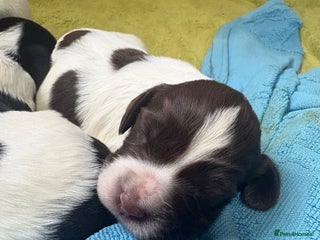 English Springer Spaniel dogs - Advert 2